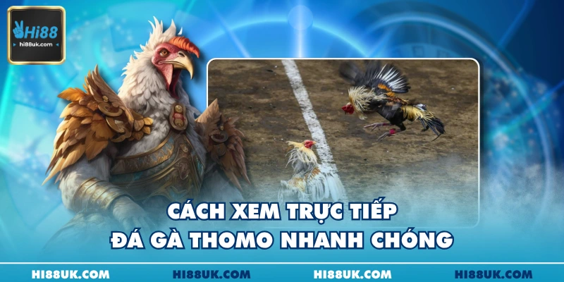 Cách xem trực tiếp đá gà Thomo nhanh chóng