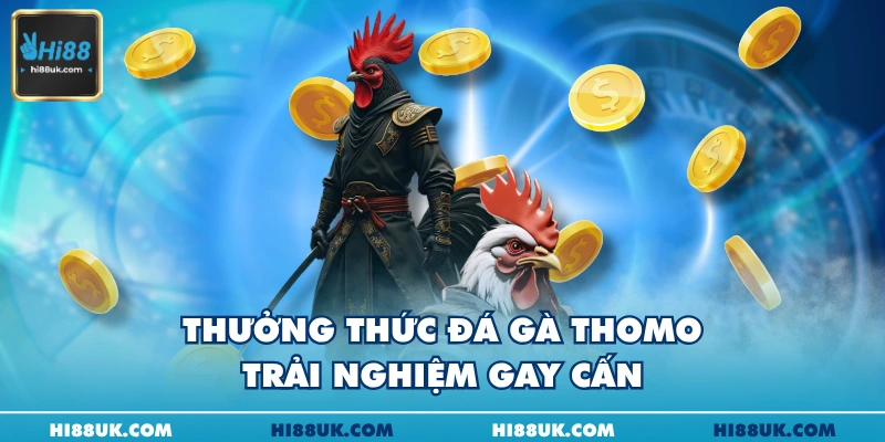 Thưởng thức đá gà Thomo – Trải nghiệm gay cấn