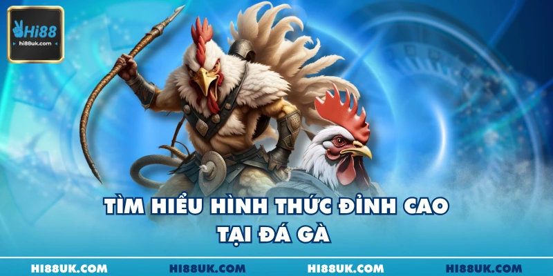 Tìm hiểu hình thức đỉnh cao tại đá gà